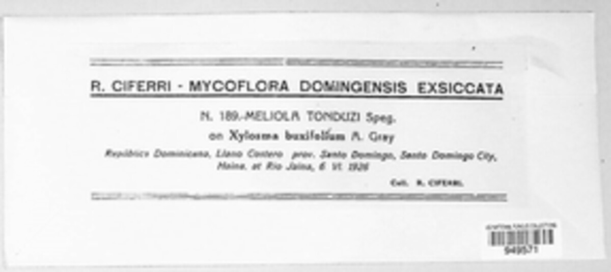 Meliola tonduzii image